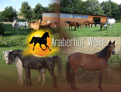 Araberhof Welke - Das Pferdeparadies